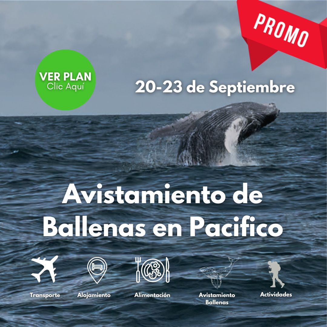 Avistamiento Ballenas